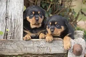 Rottweilers Prints: Picture No. 12019528