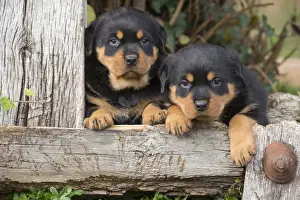 Rottweilers Prints: Picture No. 12019529
