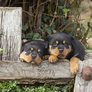 Rottweilers Prints: Picture No. 12019530