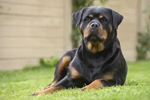 Rottweilers Prints: Picture No. 12019531