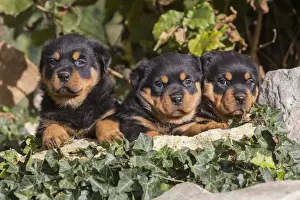 Rottweilers Prints: Picture No. 12019532