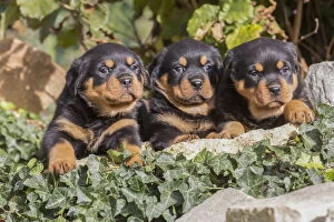 Rottweilers Collection: Picture No. 12019533