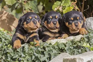 Rottweilers Prints: Picture No. 12019533