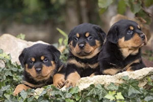 Rottweilers Collection: Picture No. 12019534