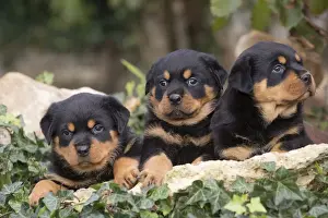 Rottweilers Prints: Picture No. 12019534