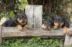 Rottweilers Prints: Picture No. 12019535