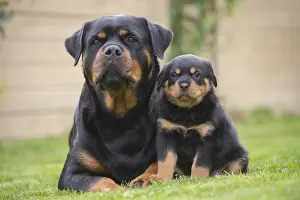Rottweilers Prints: Picture No. 12019536