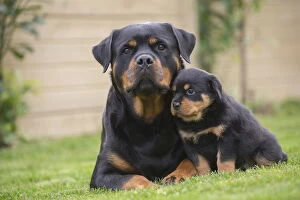 Rottweilers Collection: Picture No. 12019537