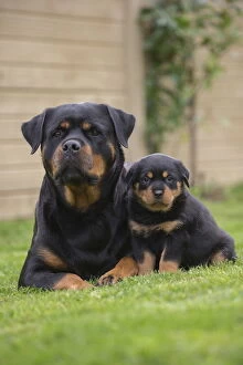 Rottweilers Collection: Picture No. 12019538