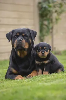 Rottweilers Prints: Picture No. 12019538