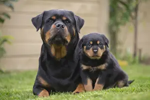 Rottweilers Prints: Picture No. 12019539