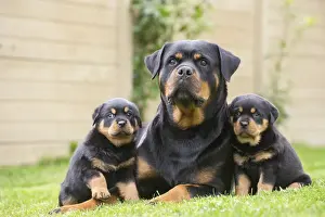 Rottweilers Prints: Picture No. 12019540