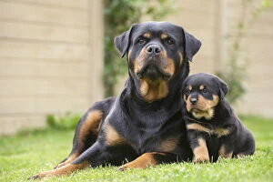 Rottweilers Collection: Picture No. 12019542