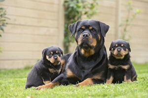 Rottweilers Collection: Picture No. 12019544