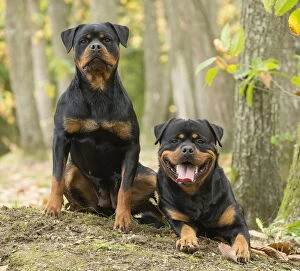 Rottweilers Collection: Picture No. 12019545