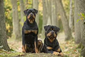 Rottweilers Prints: Picture No. 12019546
