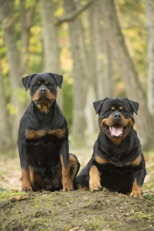 Rottweilers Collection: Picture No. 12019547