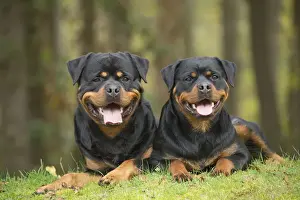 Rottweilers Prints: Picture No. 12019548