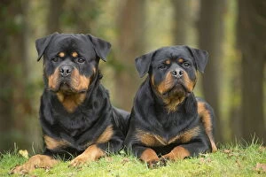 Rottweilers Collection: Picture No. 12019549