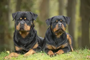 Rottweilers Prints: Picture No. 12019549