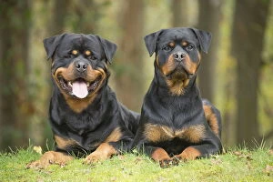 Rottweilers Collection: Picture No. 12019550