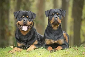 Rottweilers Prints: Picture No. 12019550