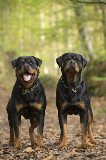 Rottweilers Collection: Picture No. 12019554