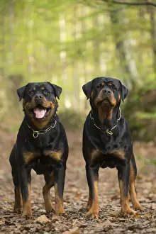Rottweilers Prints: Picture No. 12019554