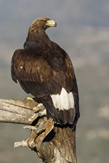 Aves Collection: Picture No. 12019557