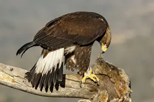 Picture No. 12019561