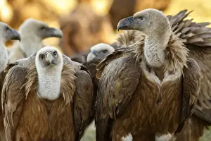 Griffon Prints: Picture No. 12019573