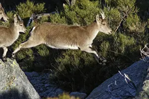 Ibex Prints: Picture No. 12019579