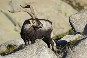 Ibex Prints: Picture No. 12019583