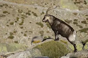 Ibex Prints: Picture No. 12019585