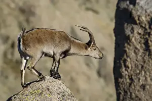 Ibex Prints: Picture No. 12019586