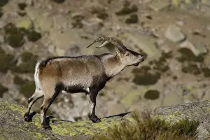Ibex Prints: Picture No. 12019589