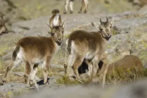 Ibex Prints: Picture No. 12019592
