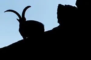 Ibex Prints: Picture No. 12019602