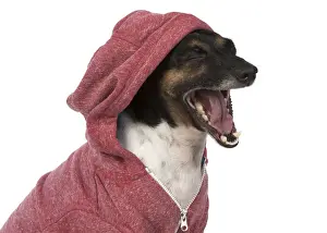 Hoodie Prints: Picture No. 12019614
