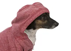 Hoodie Prints: Picture No. 12019615