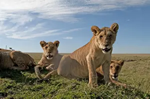 Lionesses Prints: Picture No. 12019646