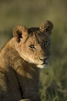 Lionesses Prints: Picture No. 12019653
