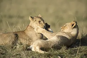 Lionesses Prints: Picture No. 12019656