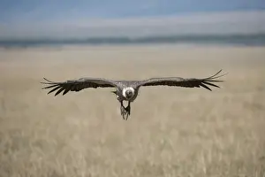 Vultures Prints: Picture No. 12019661