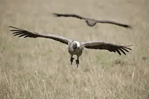 Vultures Prints: Picture No. 12019662