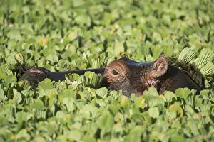 Hippopotami Prints: Picture No. 12019664
