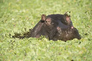 Hippopotami Prints: Picture No. 12019666
