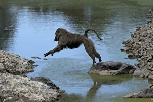 Baboons Prints: Picture No. 12019667