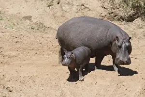 Hippopotami Prints: Picture No. 12019670