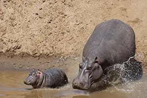 Hippopotami Prints: Picture No. 12019671
